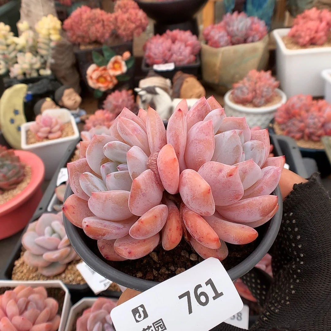 761梦露多肉植物6333