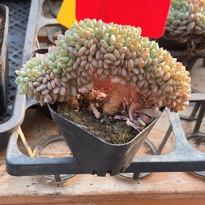 玄***鱼多肉植物缀化6