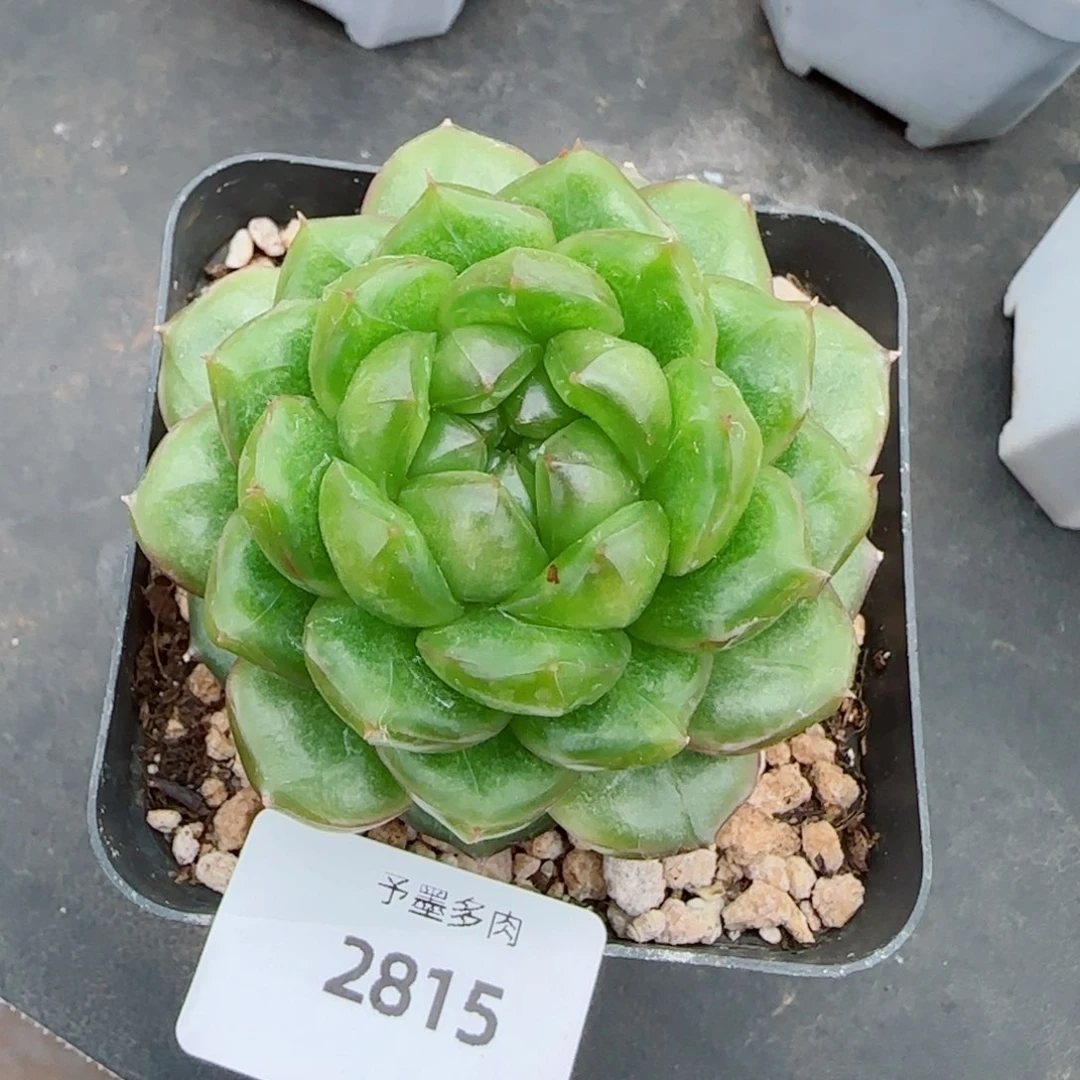 新品，糖果珍妮，2815多肉植物
