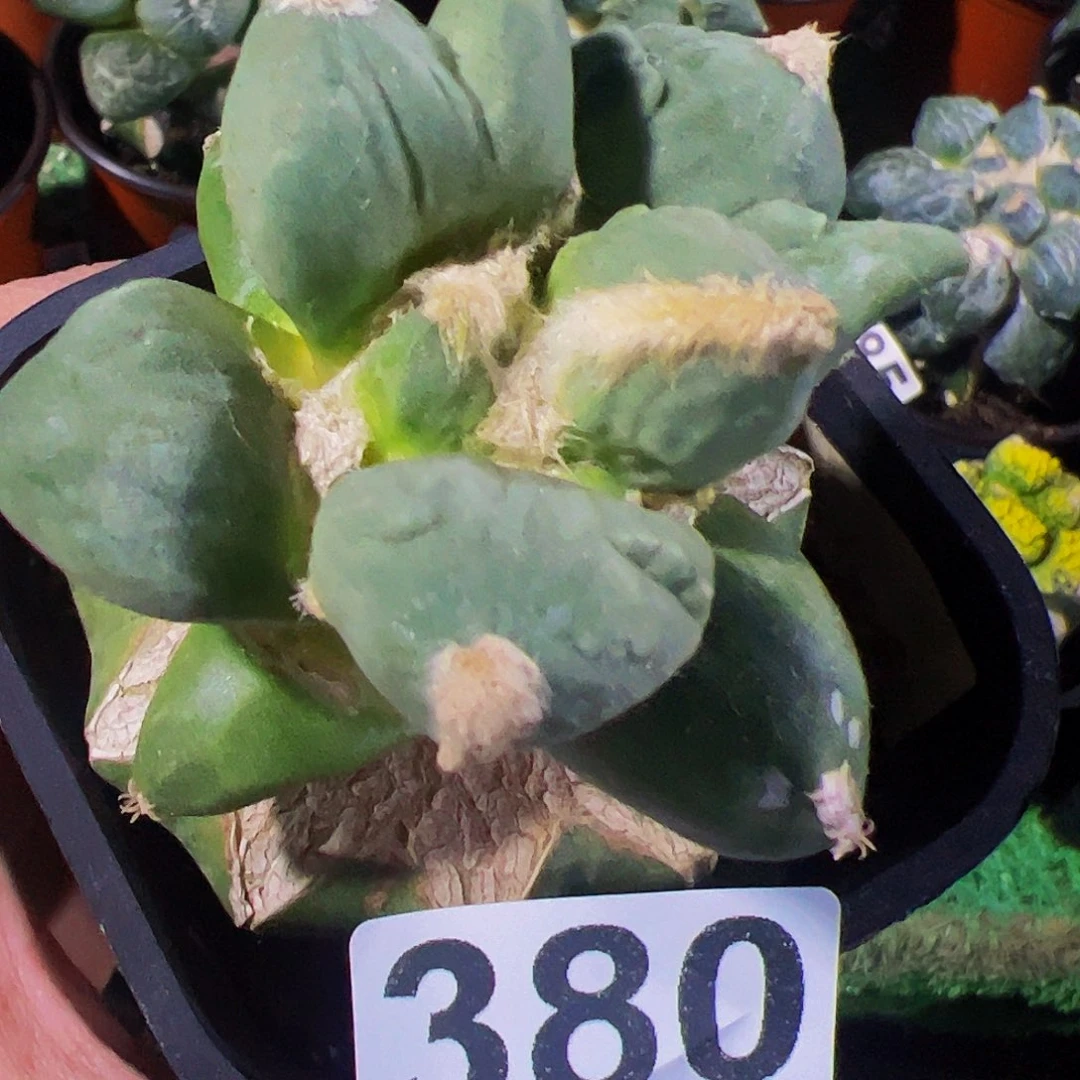 无花朵福利蛋叉尤牡丹380