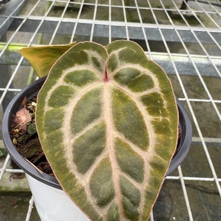 完全开放10号虹霓花烛