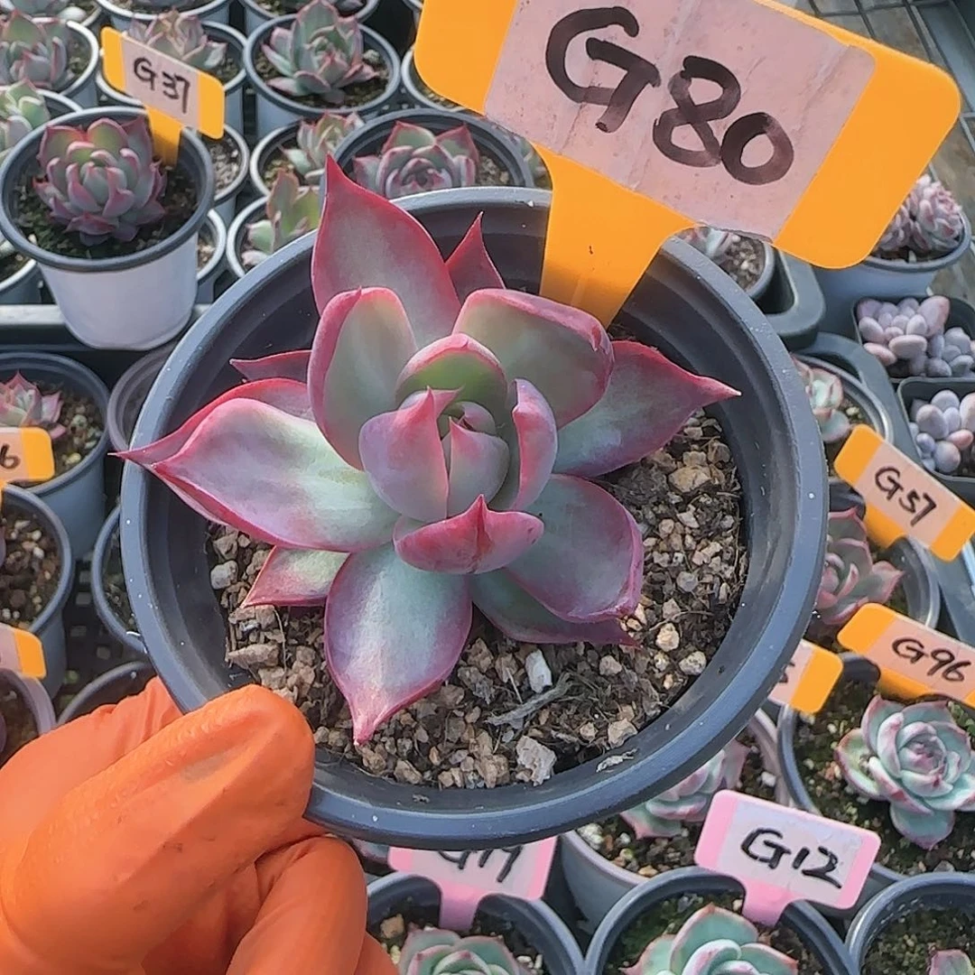 重****肉G80惊鸿仙子多肉