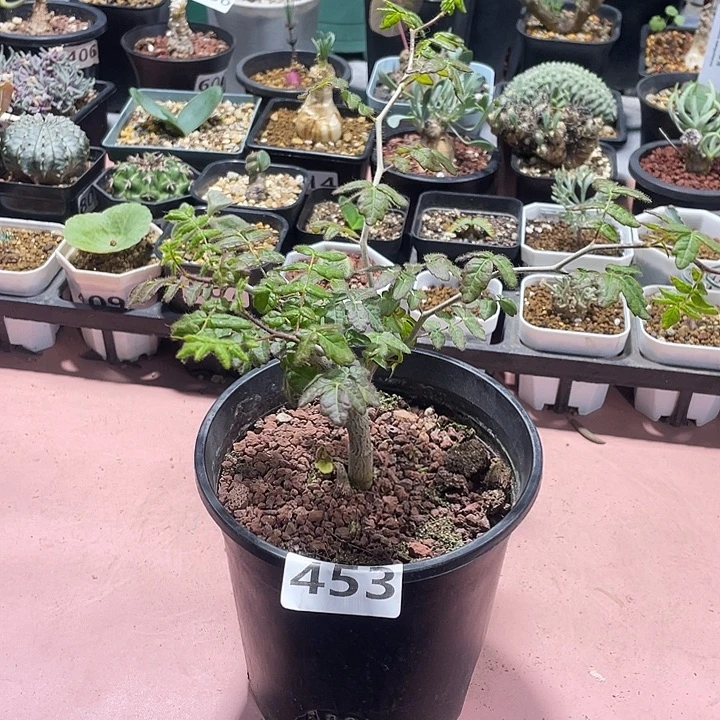 453滔天没药橄榄，