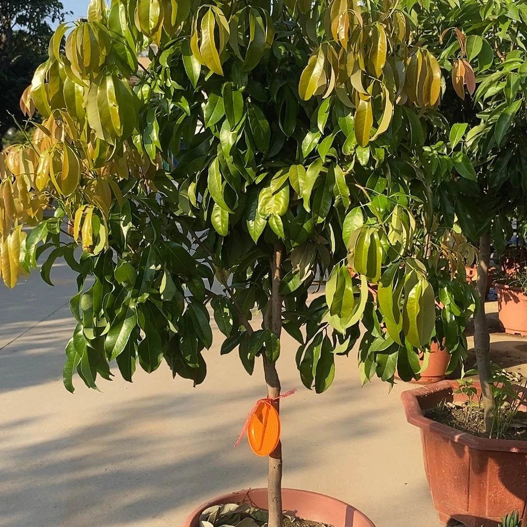 9***8完全开放果树果树1111