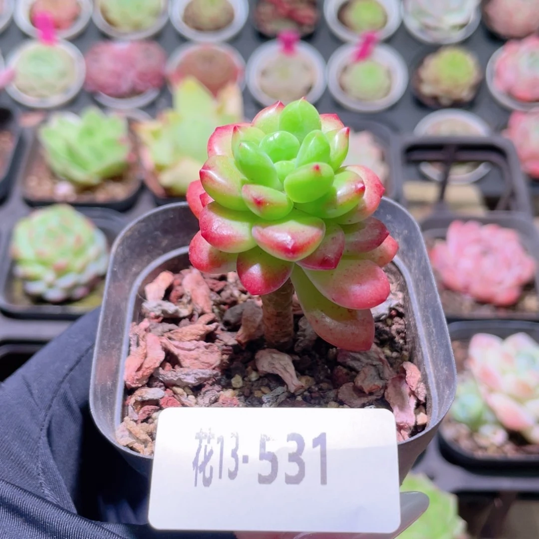 花利美13-531香格里拉