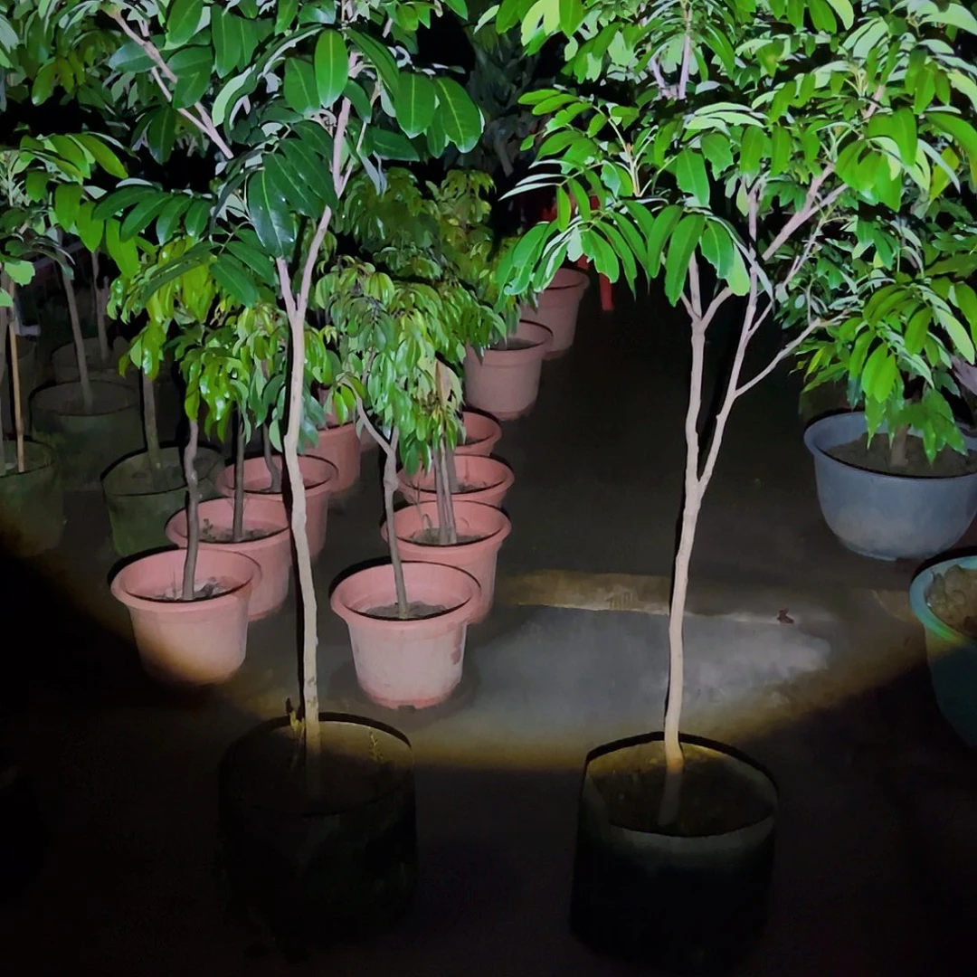 二**m果树11111111111