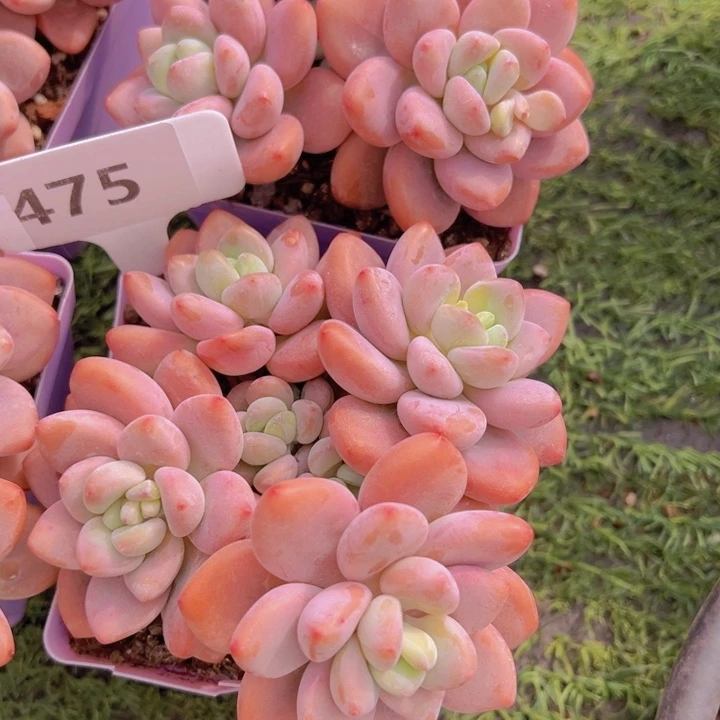 健健康康平平安安