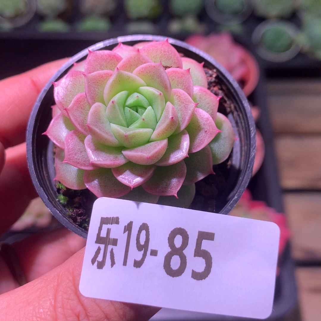 乐然19-85 麦秆单头