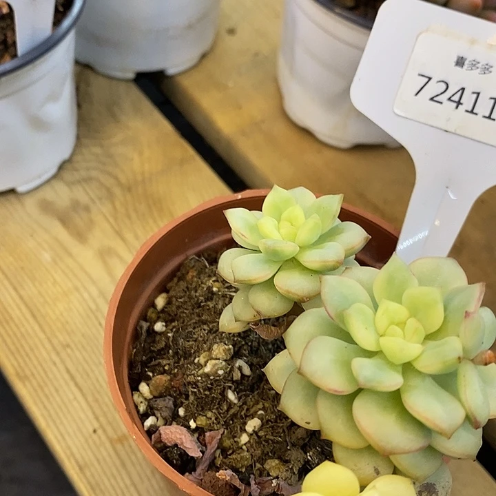 心****凉724118探戈锦福利多多