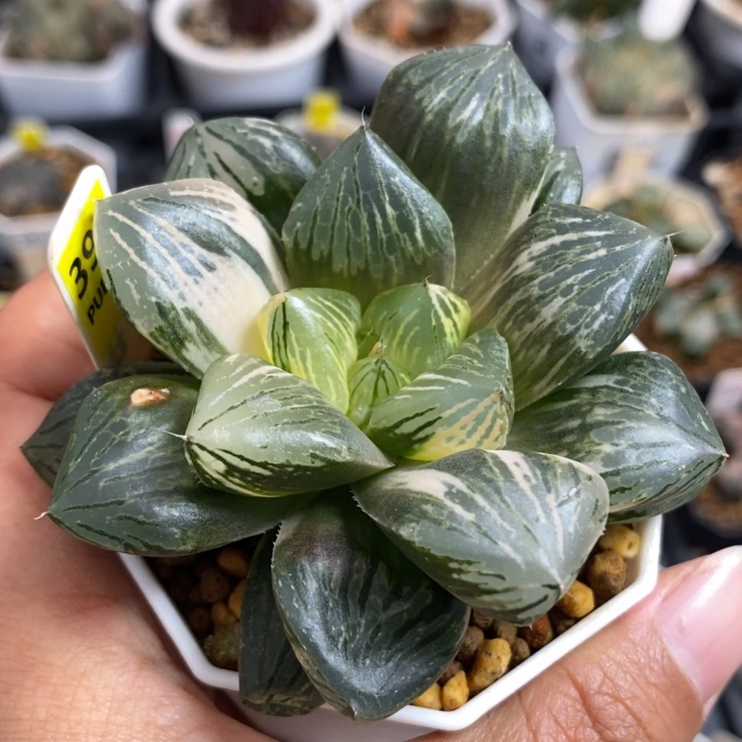 397玉潭寿锦一物一拍