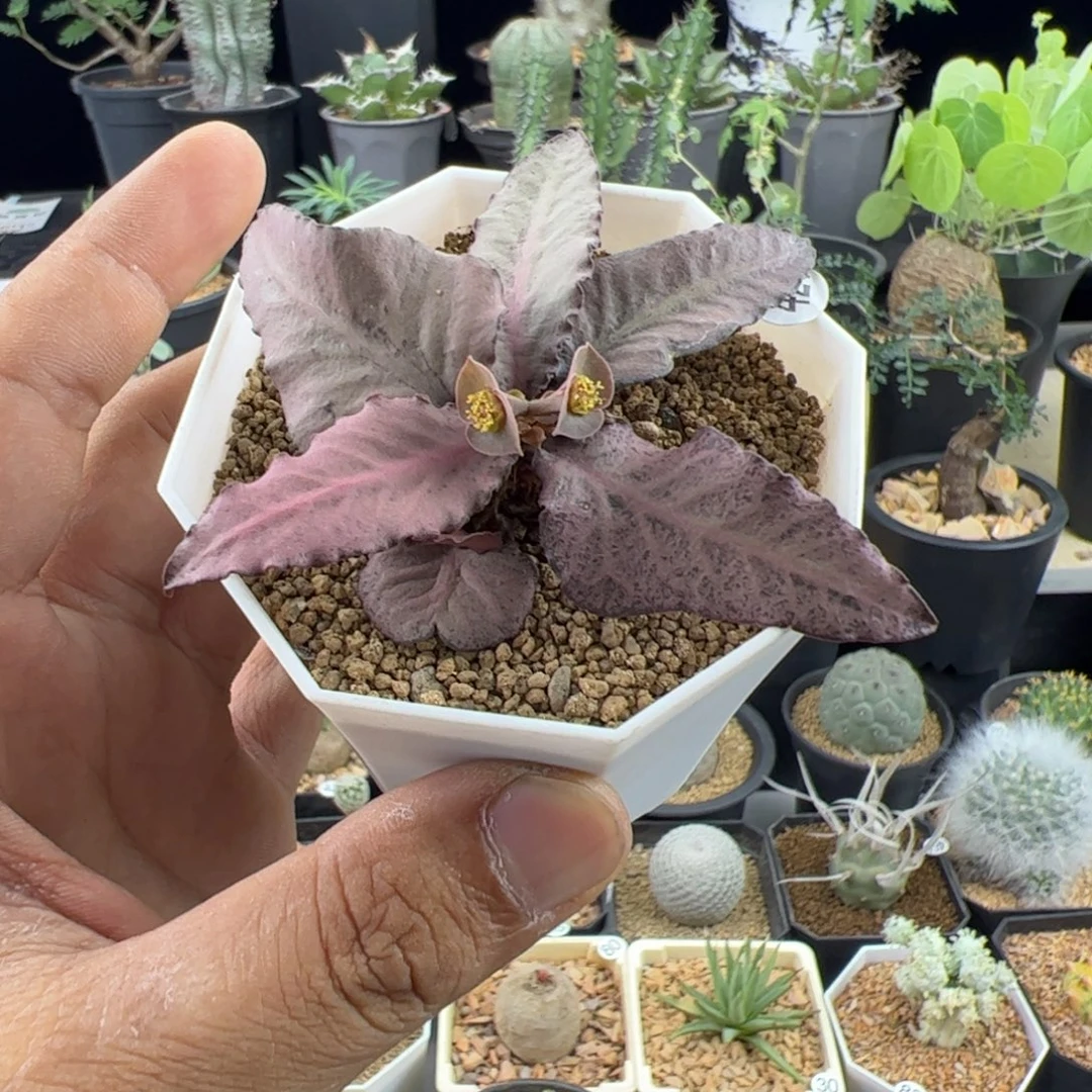 彩叶麒麟大戟一物一拍脱土发