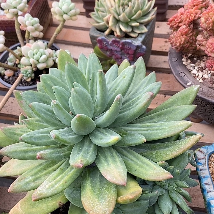 多肉植物肉肉植物