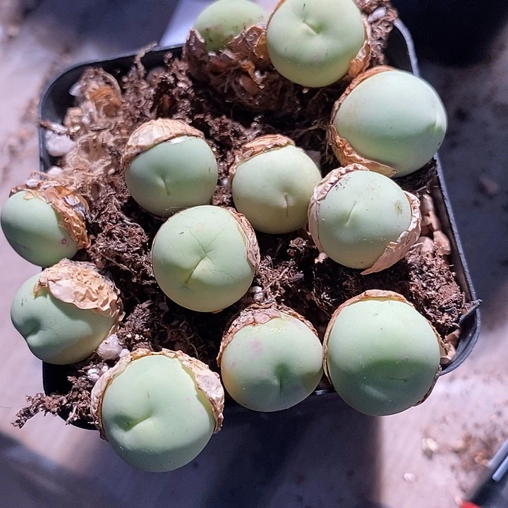 7309。   嘟嘟蛋一颗。