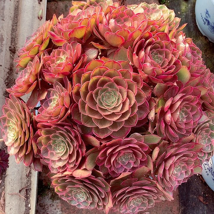 莲花座，多肉植物