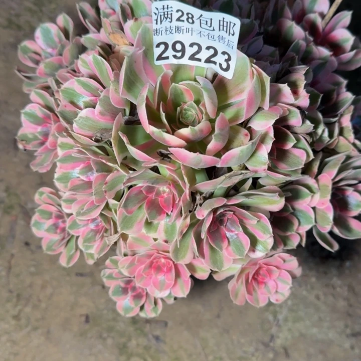 29223南女郎多肉植物