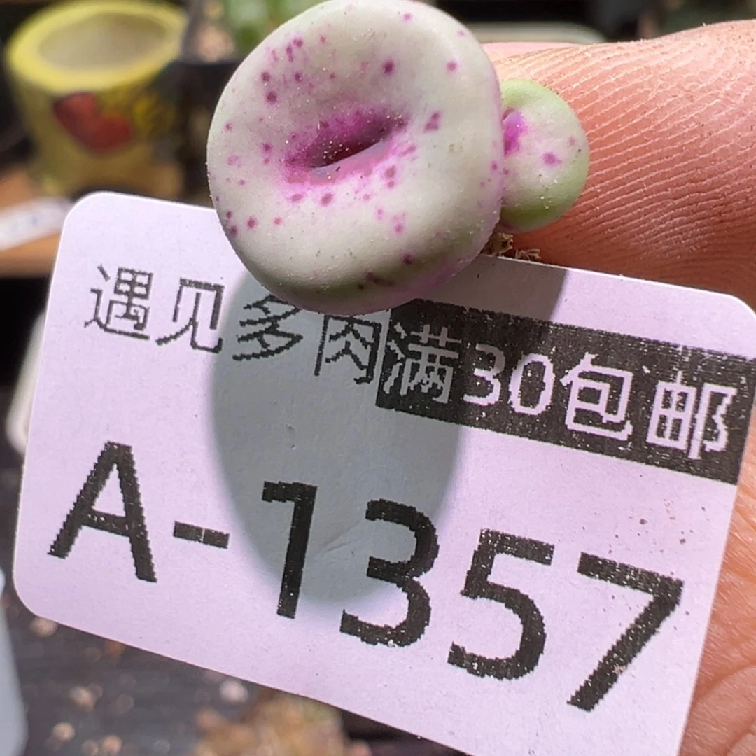 多肉植物11111111111