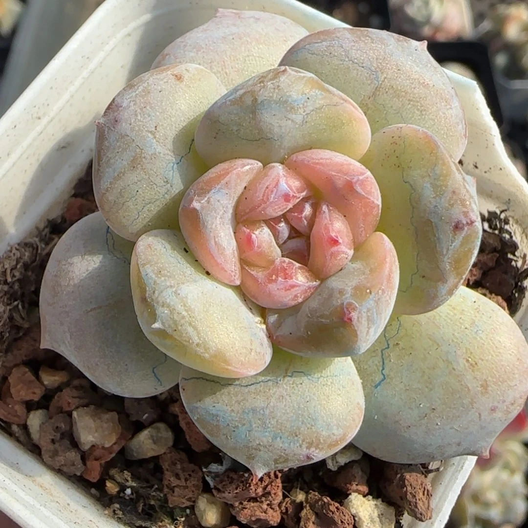 小卡拉米糖心一物一拍