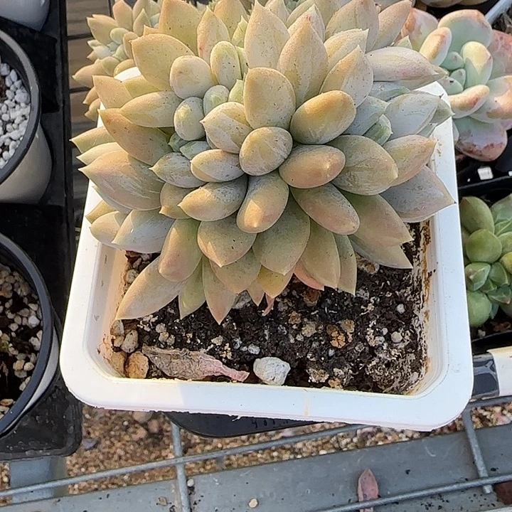 ****伱青蛙王子儿童洗发11
