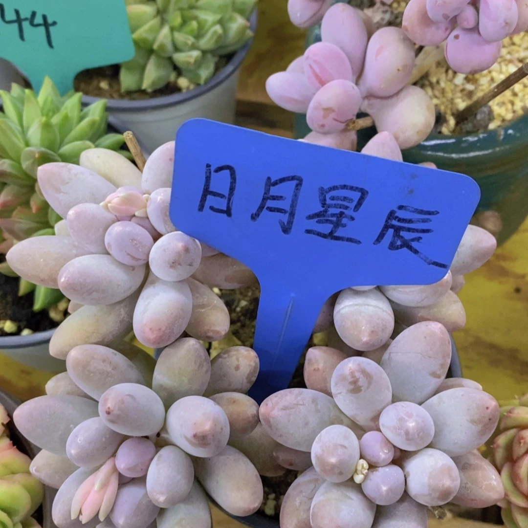 粉丝回馈专场，停播场