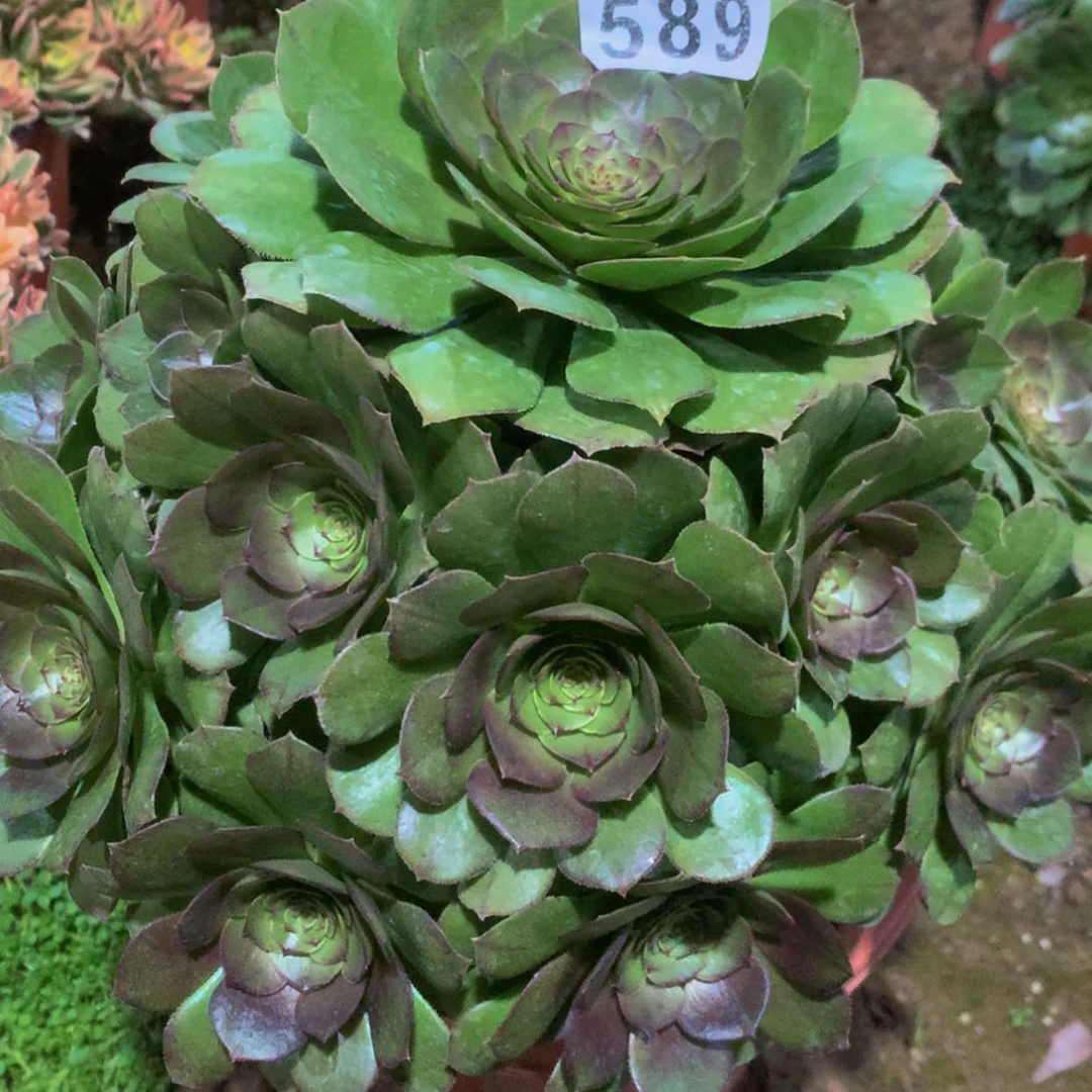 【闪购商品】589万多肉