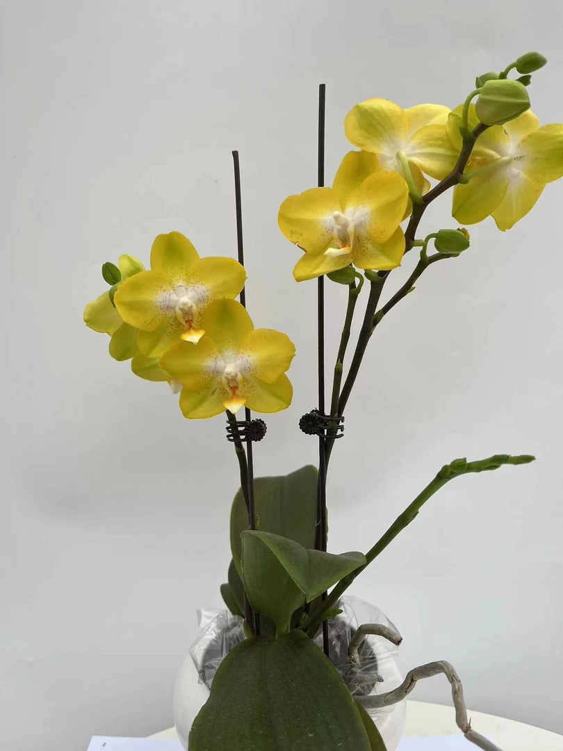 欢然花田培植蝴蝶兰（A级阿雷佐）双剑