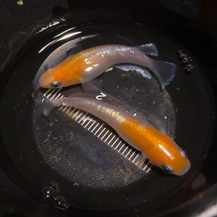 青鳉鱼一物一拍738
