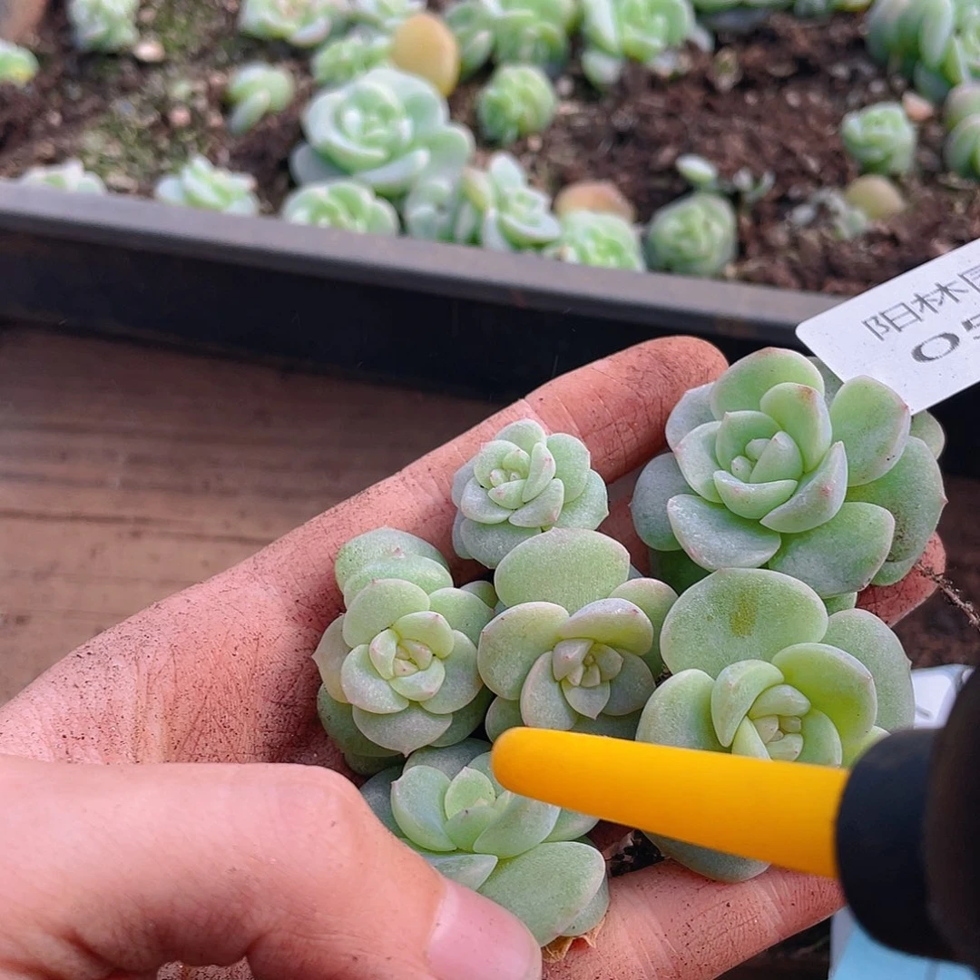 多肉植物多肉植物506