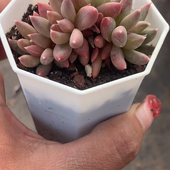 虞姬群  （不满9.99发空盆冷的地区不买保温扣一颗多肉）