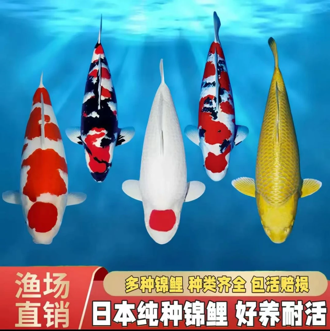 炮墩精品锦鲤直播间一物一拍