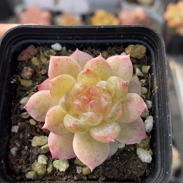 白冰 白冰 多肉 11.7