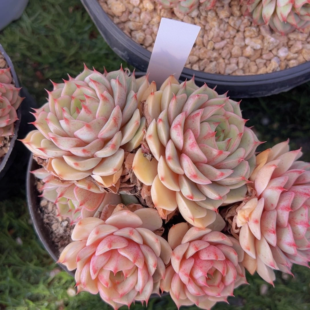 香玉的故事是一个人的