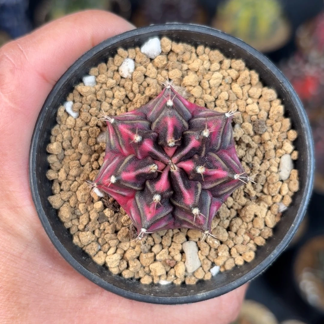 泰系米哈实生仙人球217