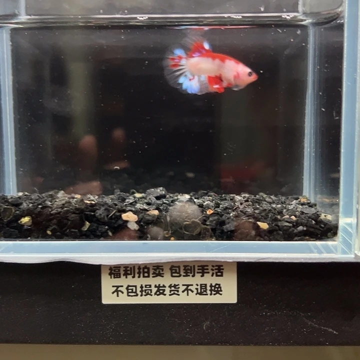 斗鱼竞拍跑单拉黑31日132