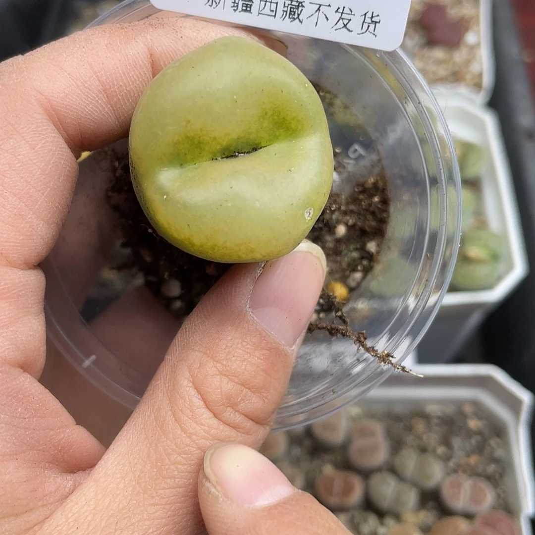 7570000花花花花花路啊去啊