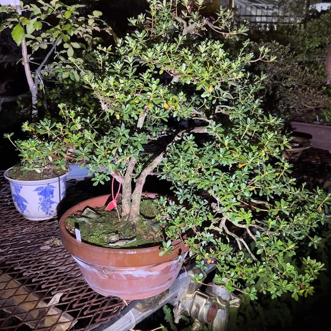 无花朵盆景不包邮