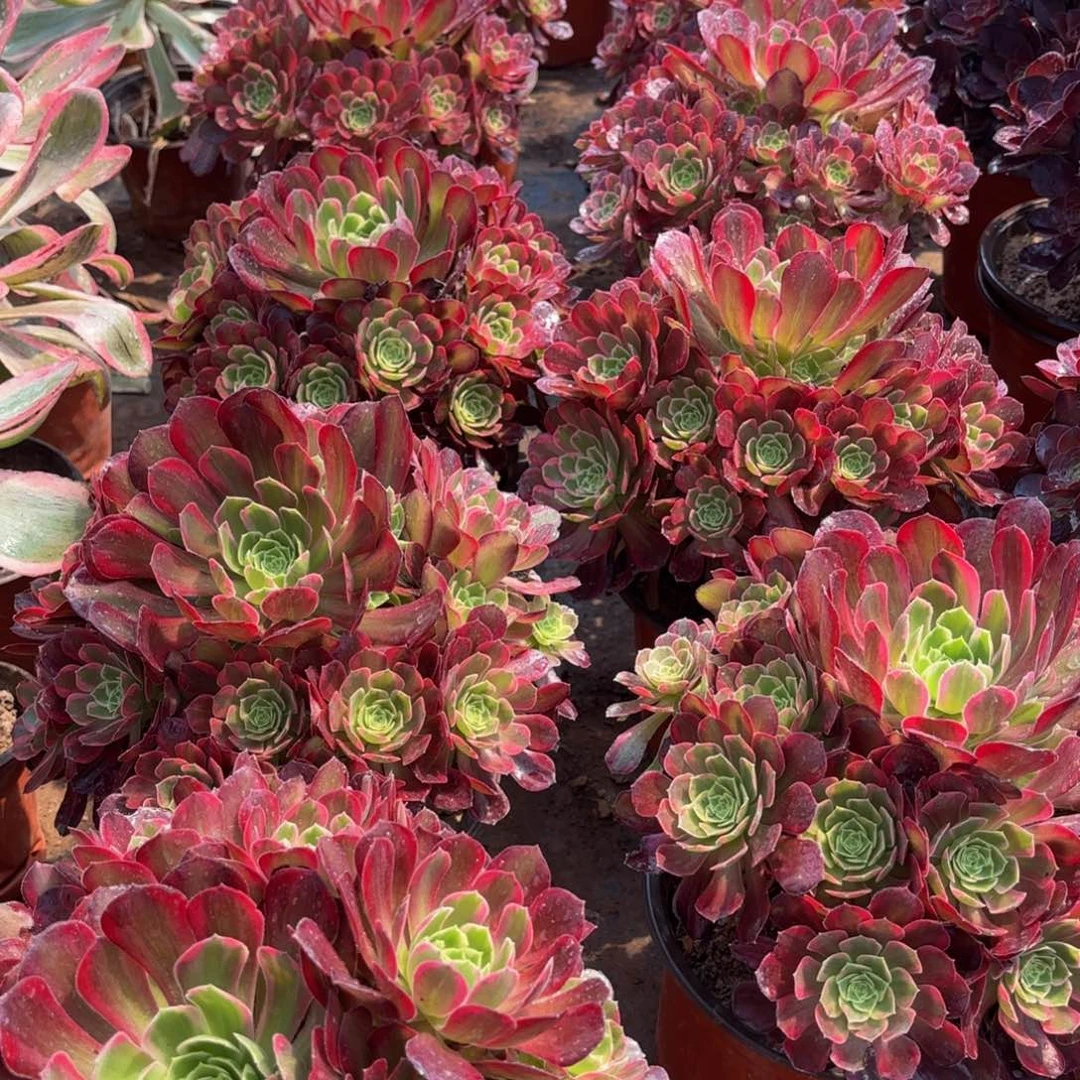 安娜9.9法师多肉嫩