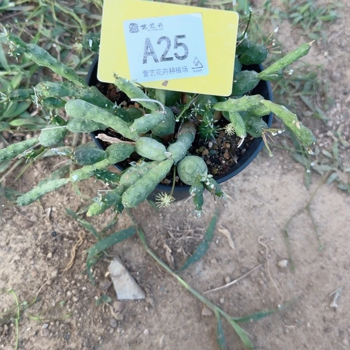 思***.当前无花栽培后可以开花带盆发