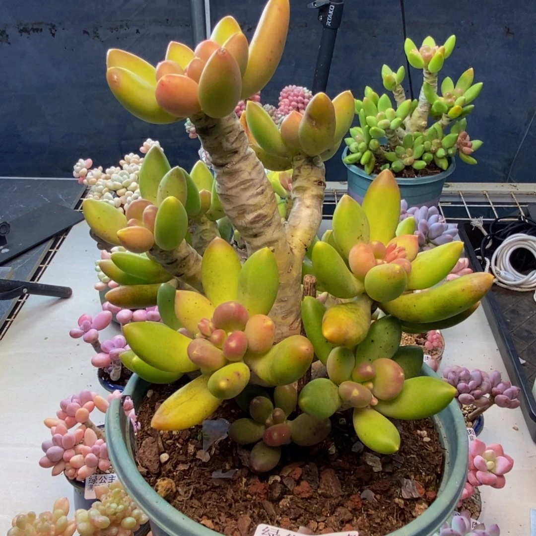 770芒果奶多肉17c m