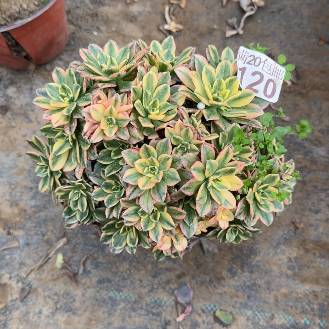 甜茶120满20包邮断枝不包