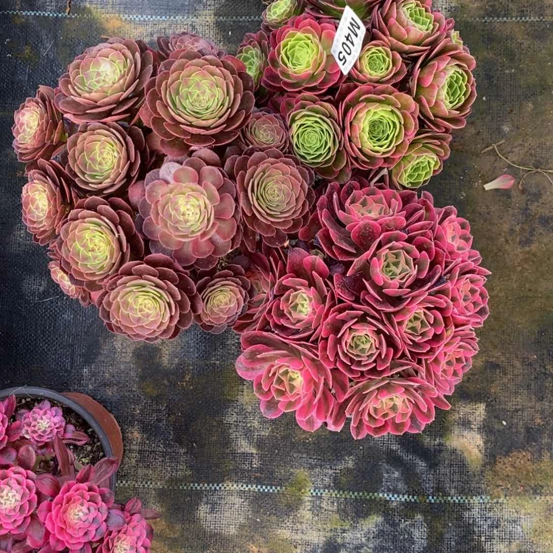 全部花朵琳*405三颗奶粉万福利