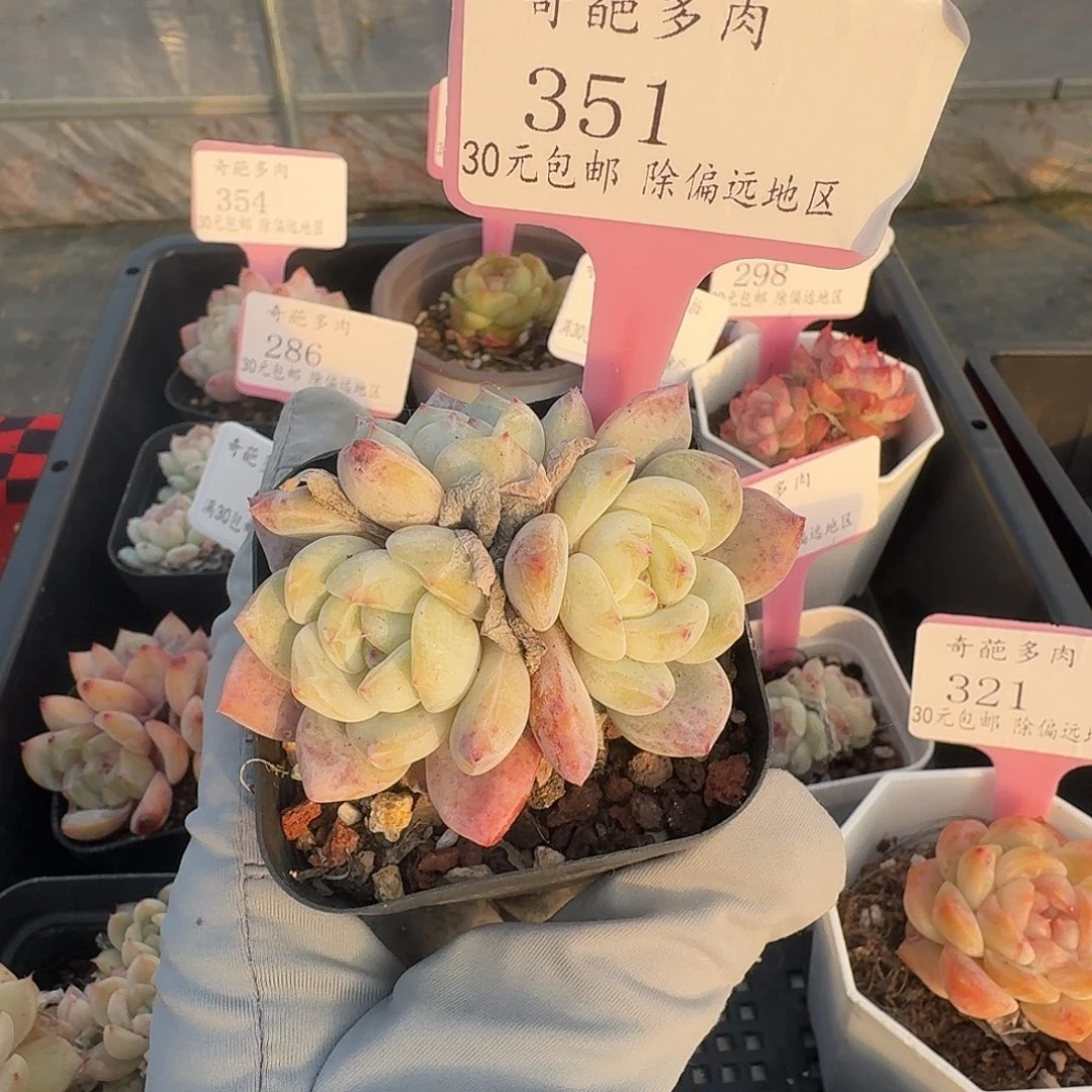 351 脱土 群生不包整 30元包邮非偏远