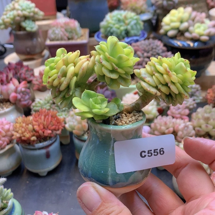 一物一拍含盆土满38包邮C556