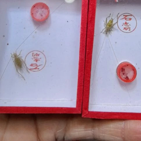 石志明特级二条漂亮