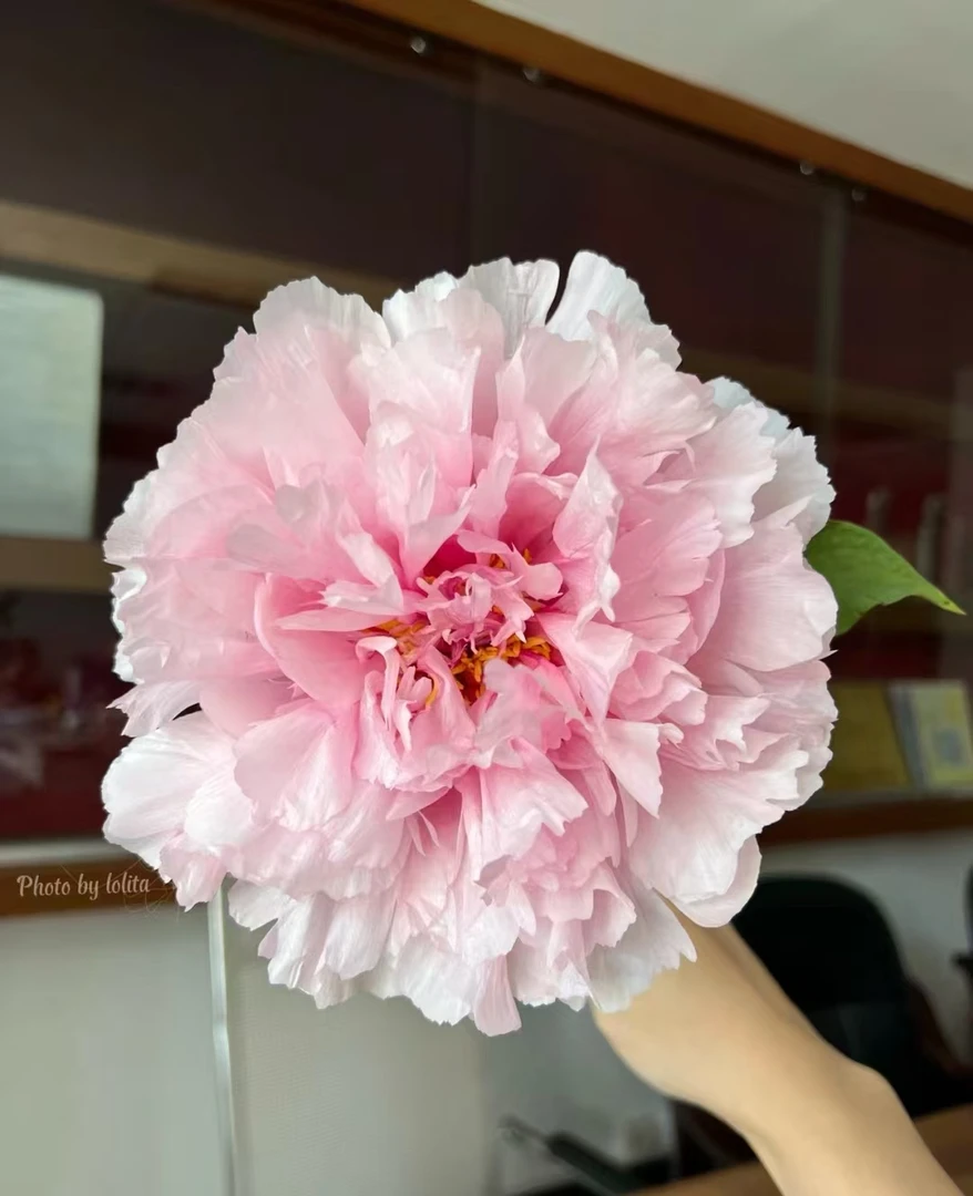 【雪映桃花】6加仑大盆老桩牡丹（粉色系）洛阳基地原盆原土国内品种