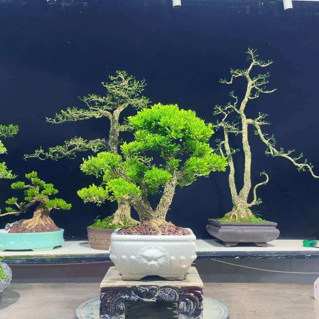 完全开放黄杨盆景四季常青