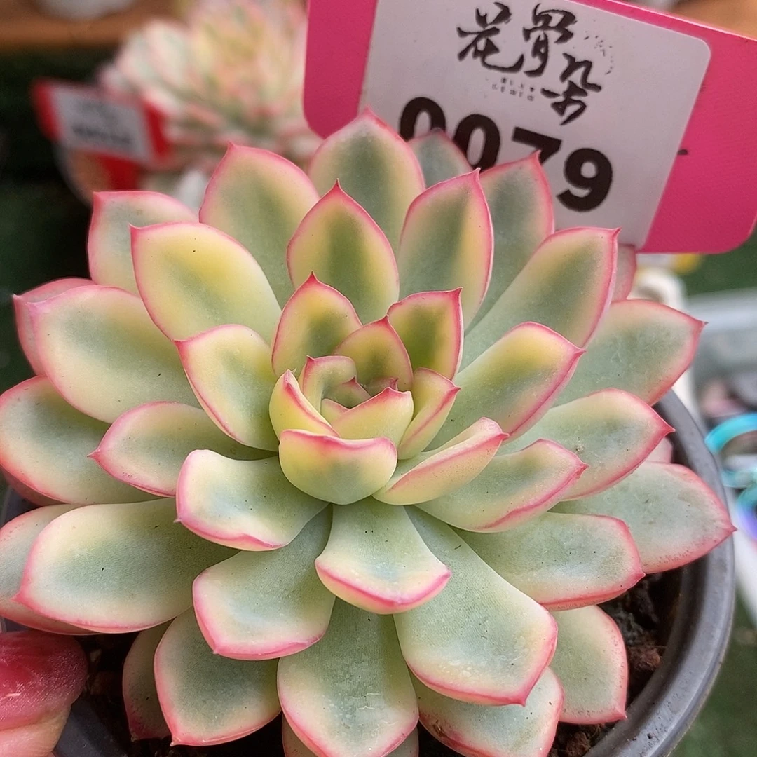 79雨燕座哈哈哈哈哈哈哈