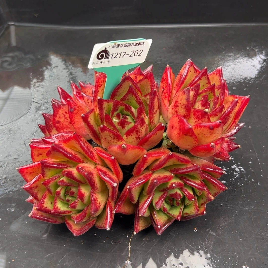 从前慢花园多肉编号1217-202