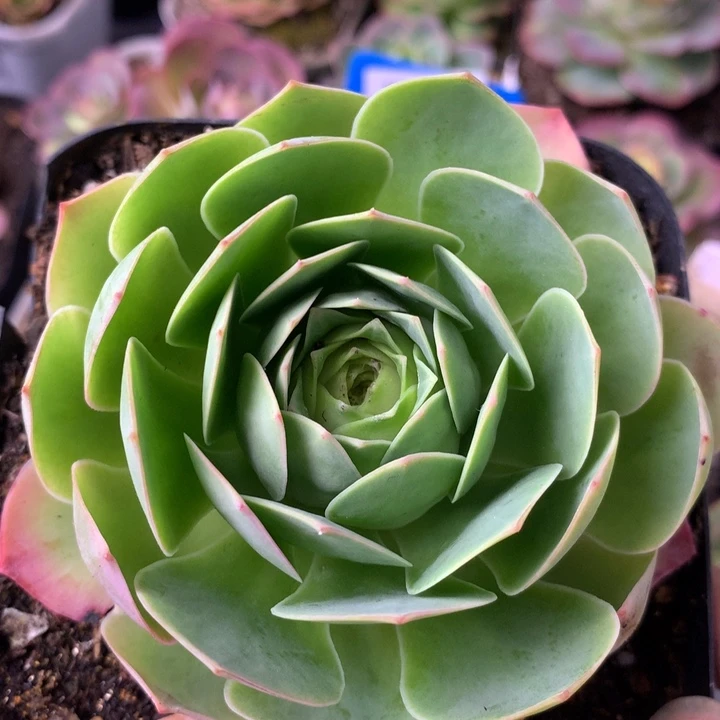 一物一拍追光者321