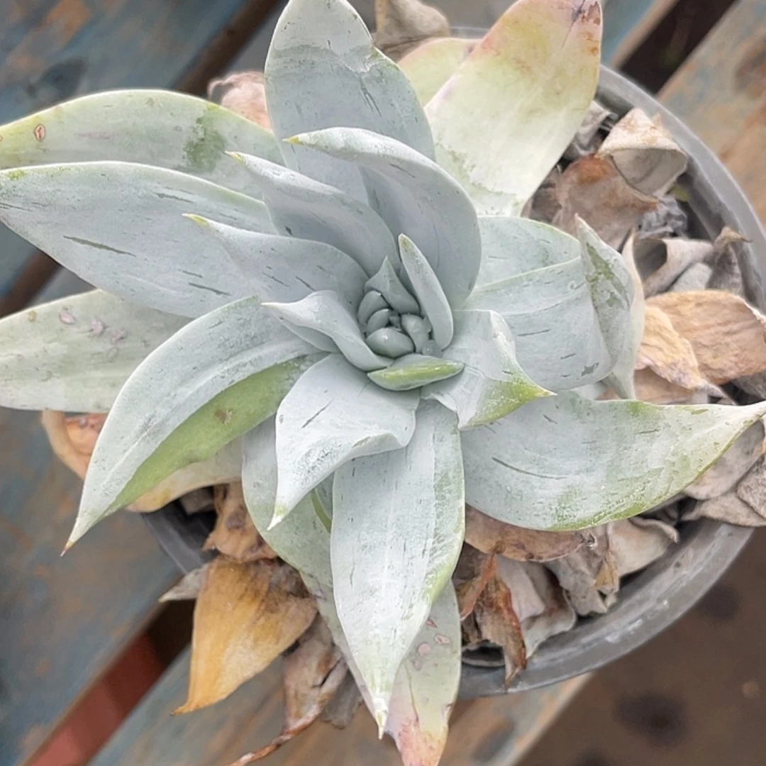 【闪购商品】雪山石化