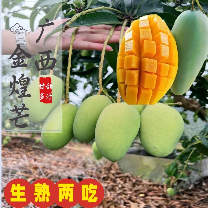 广西百色金煌芒热带水果芒果多汁香甜肉嫩果园新鲜现摘发货